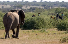 Botswana-Mashatu-Mashatu Game Reserve Safari